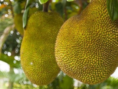 德宏菠萝蜜种植基地供应100吨