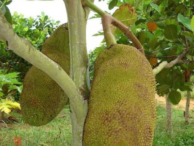 德宏菠萝蜜种植基地供应100吨图2
