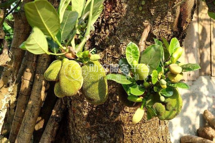 德宏菠萝蜜种植基地供应100吨图3