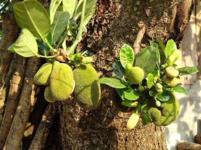 德宏菠萝蜜种植基地供应100吨图3