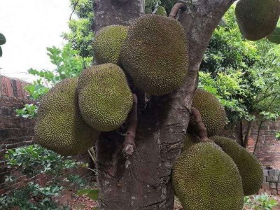 德宏菠萝蜜种植基地供应100吨图4