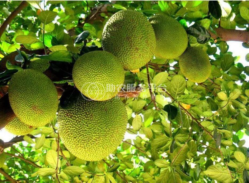 德宏菠萝蜜种植基地供应100吨图6