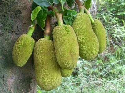 德宏菠萝蜜种植基地供应100吨图7