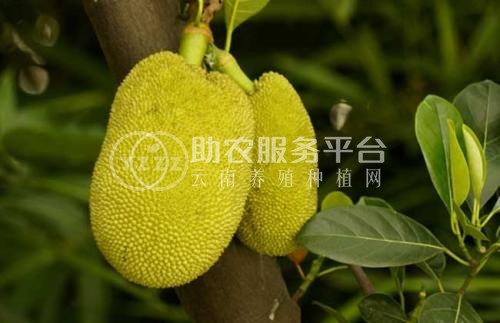 德宏菠萝蜜种植基地供应100吨图8