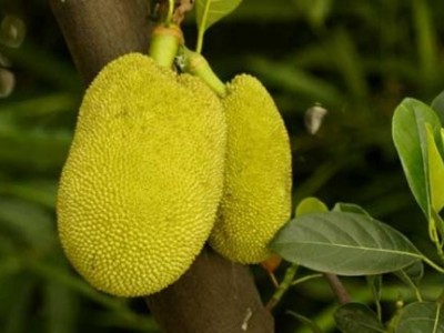 德宏菠萝蜜种植基地供应100吨图8