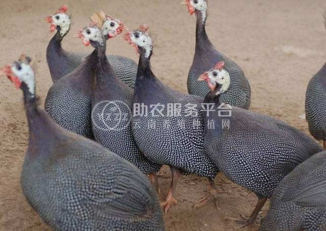 大理珍珠鸡养殖基地供应量1000只图1