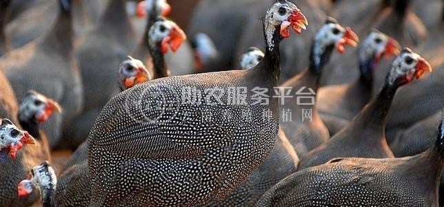 大理珍珠鸡养殖基地供应量1000只图2
