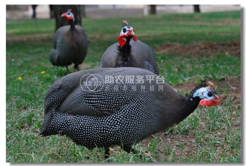 大理珍珠鸡养殖基地供应量1000只图3
