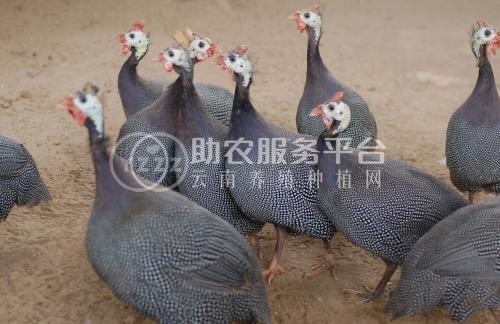 大理珍珠鸡养殖基地供应量1000只图4