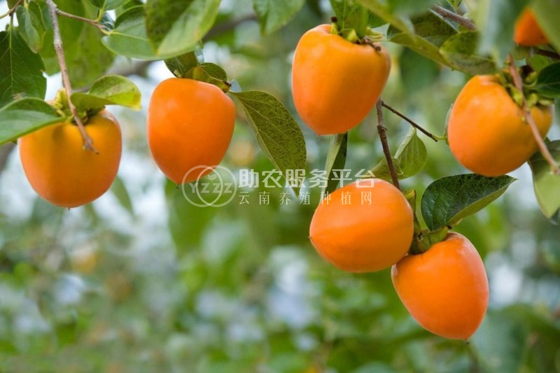 德宏柿子种植基地10吨图1