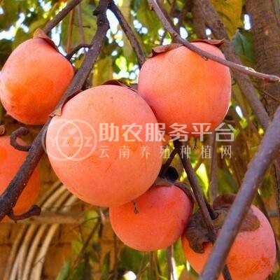 德宏柿子种植基地10吨图2