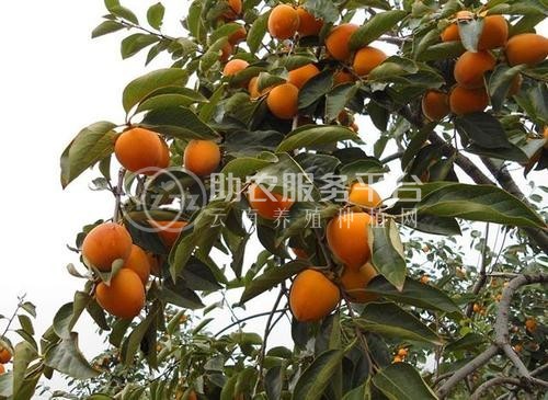 德宏柿子种植基地10吨图3