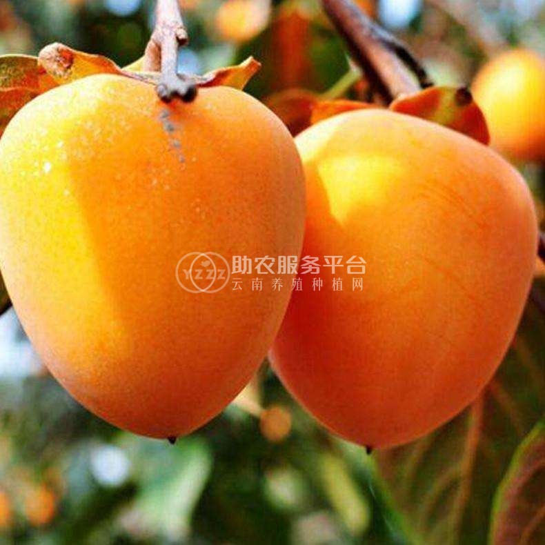 德宏柿子种植基地10吨图4