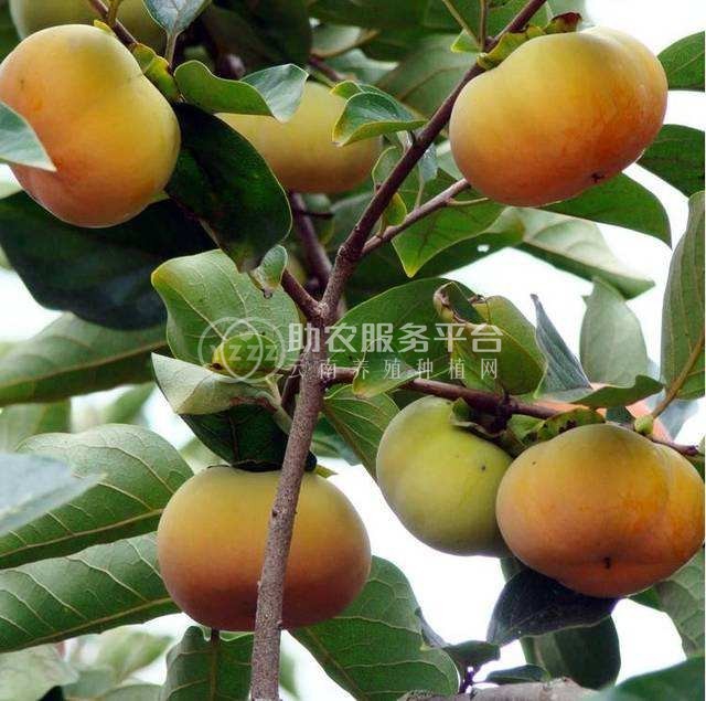 德宏柿子种植基地10吨图5