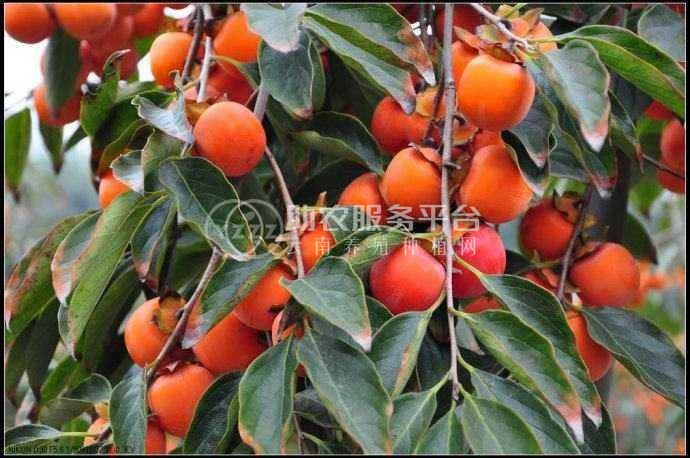 德宏柿子种植基地10吨图6