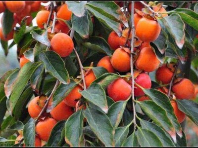 德宏柿子种植基地10吨图6