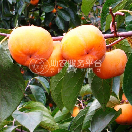 德宏柿子种植基地10吨图7