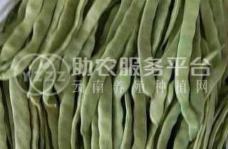 大理弥渡腾银豆角种植基地 供应量 30吨图1