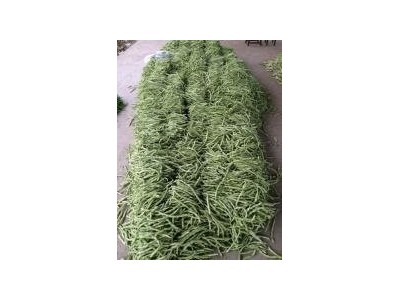 大理弥渡腾银豆角种植基地 供应量 30吨图2