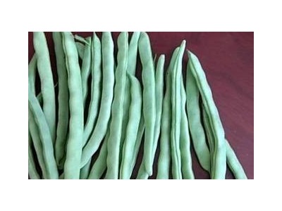 大理弥渡腾银豆角种植基地 供应量 30吨图3
