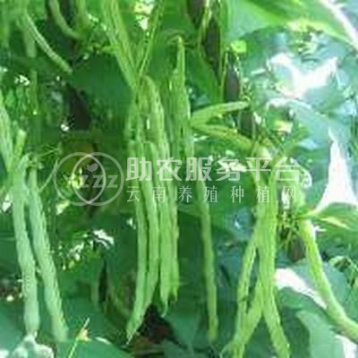 大理弥渡腾银豆角种植基地 供应量 30吨图5