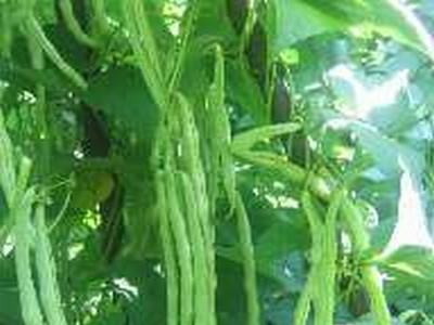 大理弥渡腾银豆角种植基地 供应量 30吨图5