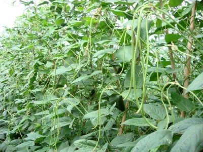 大理弥渡腾银豆角种植基地 供应量 30吨图7