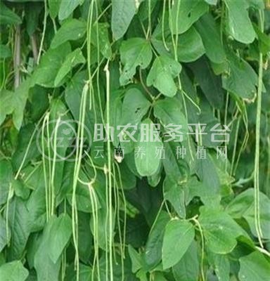 大理弥渡腾银豆角种植基地 供应量 30吨图8