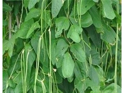 大理弥渡腾银豆角种植基地 供应量 30吨图8