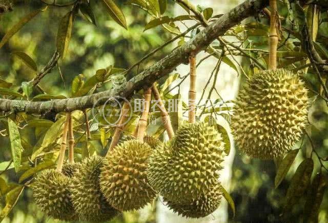 德宏榴莲种植基地供应30吨图1
