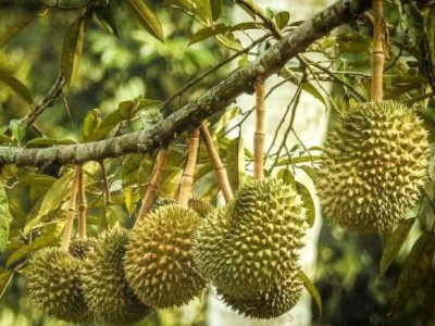 德宏榴莲种植基地供应30吨