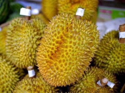 德宏榴莲种植基地供应30吨图2