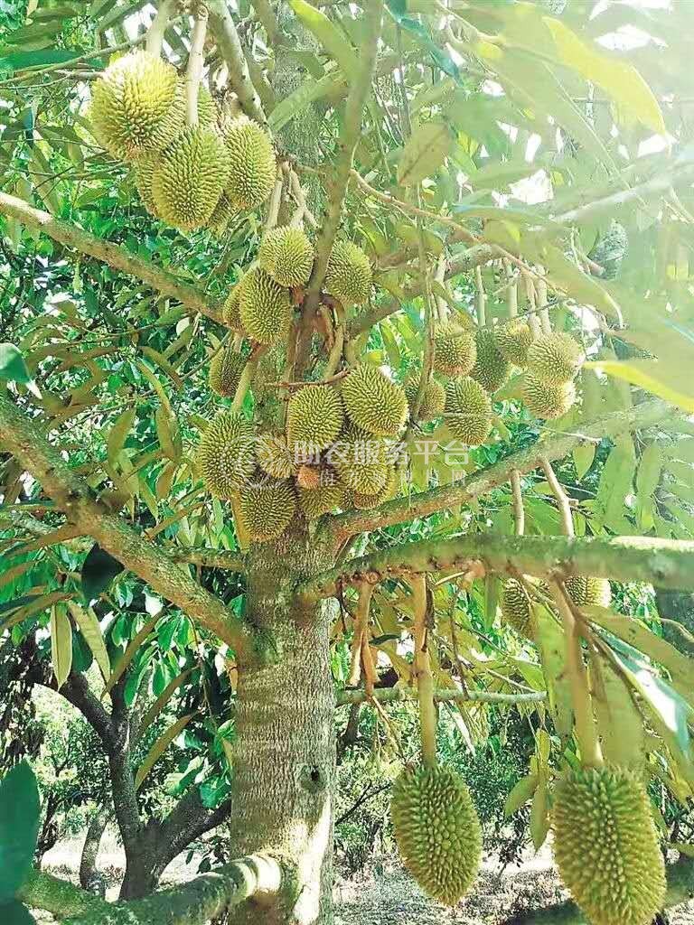 德宏榴莲种植基地供应30吨图3