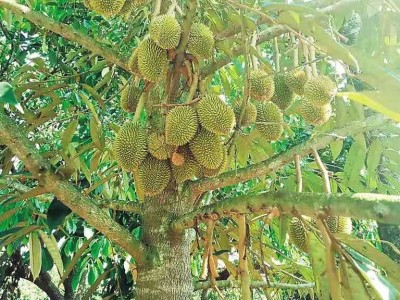 德宏榴莲种植基地供应30吨图3