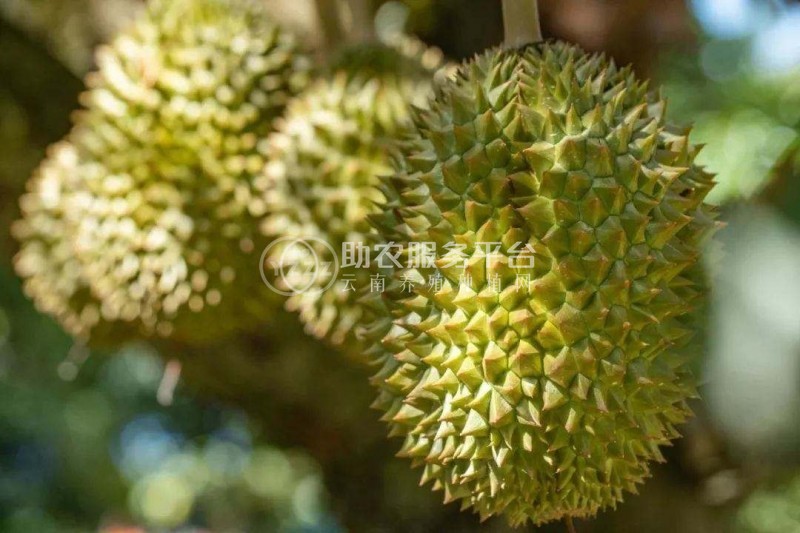 德宏榴莲种植基地供应30吨图4