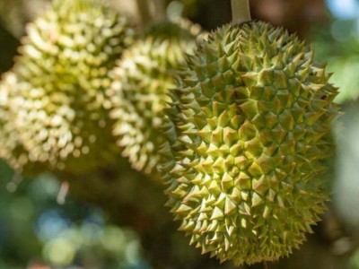 德宏榴莲种植基地供应30吨图4