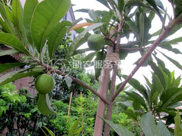 德宏榴莲种植基地供应30吨图5