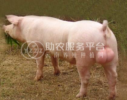 大理公猪养殖合作社100头图1