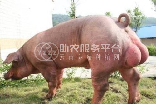 大理公猪养殖合作社100头图2