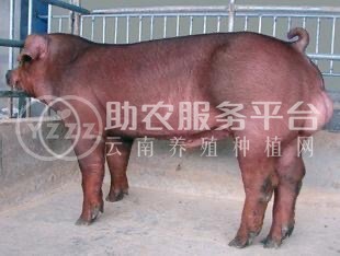 大理公猪养殖合作社100头图3