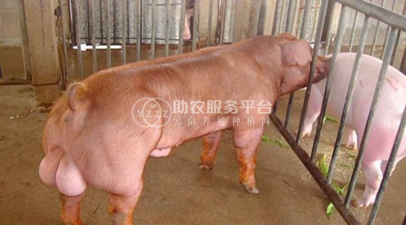 大理公猪养殖合作社100头图4