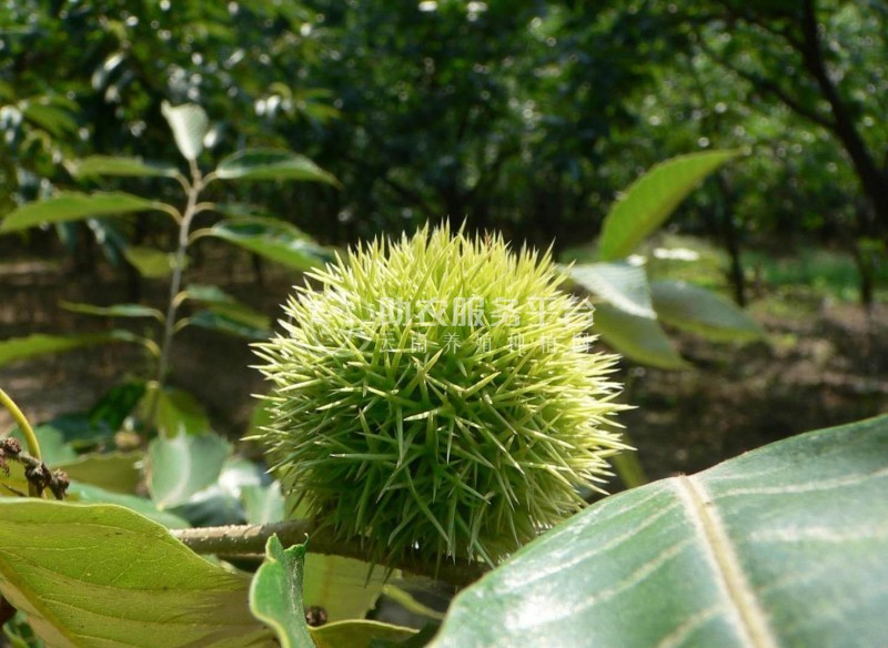 曲靖板栗种植基地5吨图1