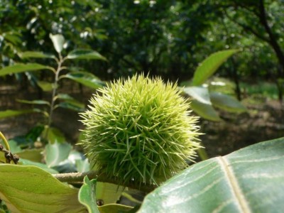 曲靖板栗种植基地5吨