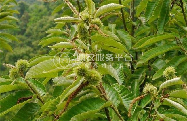 曲靖板栗种植基地5吨图2