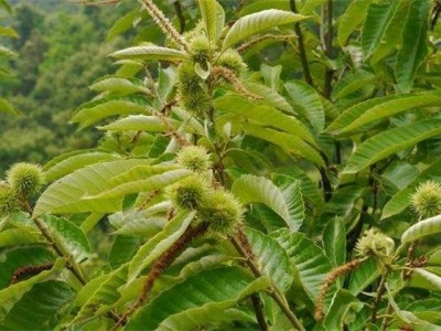 曲靖板栗种植基地5吨图2