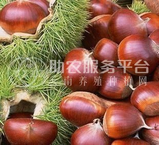 曲靖板栗种植基地5吨图3