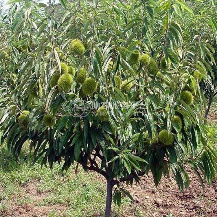 曲靖板栗种植基地5吨图4