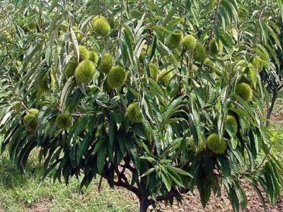 曲靖板栗种植基地5吨图4
