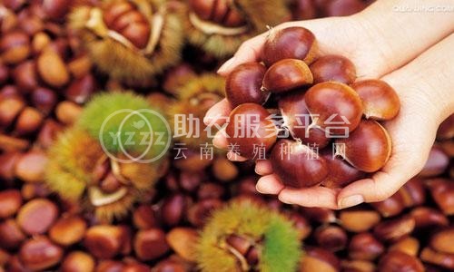 曲靖板栗种植基地5吨图5