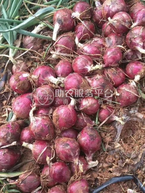 大理弥渡彩霞洋葱种植基地图1